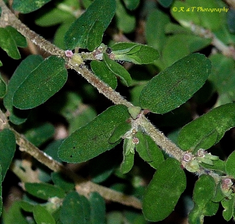 {Euphorbia prostrata}